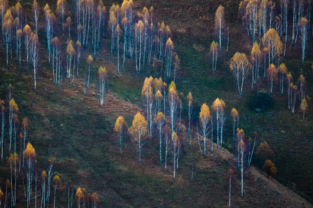colorful trees in fall in Apuseni mountains, Romaniaの写真素材