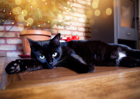 cute black cat relaxing in front of christmas tree and fire burning in fireplace in the background - hygge conceptの写真素材