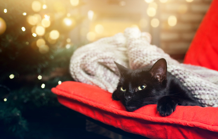 cute black cat peacfully sleeping on red chair, christmas tree and fire burning in fireplace in the background - hygge conceptの写真素材