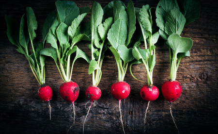 fresh radish collected from the gardenの写真素材