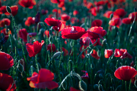 wild poppy field - Armistice or Remembrance day backgroundの写真素材