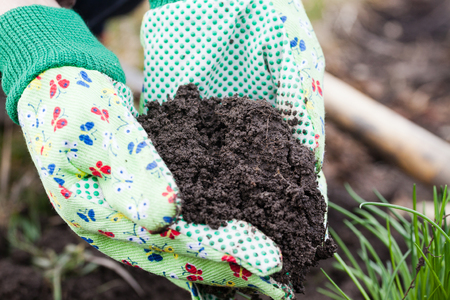 woman holding fertile earth while planting in the gardenの写真素材