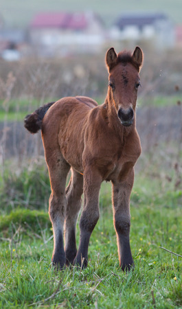 newborn foal on meadow at sunsetの写真素材