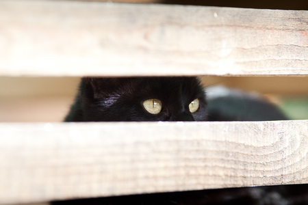 black cat hiding - focus on the eyesの写真素材