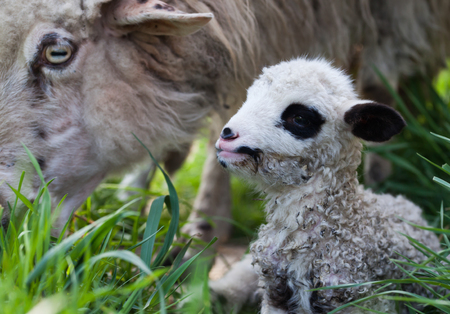 newborn lamb and sheep grazingの写真素材