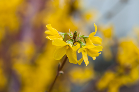  laburnum in springの写真素材
