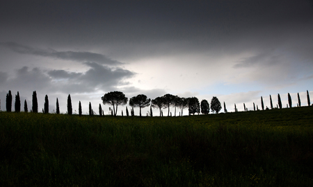 row of cypress trees at sunset - iconic tuscan landscapeの写真素材