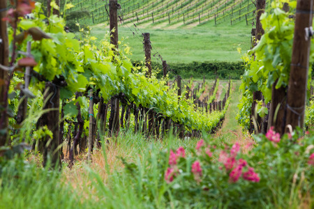 beautiful green vineyard in summer in Tuscanyの写真素材