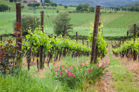 beautiful green vineyard in summer in Tuscanyの写真素材