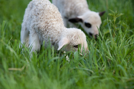 portrait of cute little lamb grazing in green spring meadowの写真素材