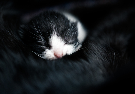 baby kitten peacefully sleepingの写真素材
