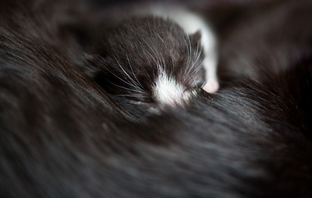baby kitten peacefully sleepingの写真素材