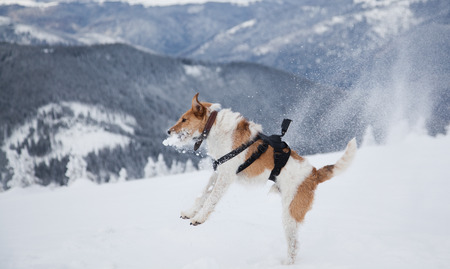 Happy fox terrier playing in fresh snow on a beautiful winter dayの写真素材