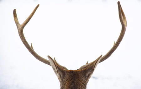 noble deer male in winter snowの写真素材