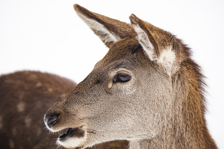 roe deer in winter snowの写真素材