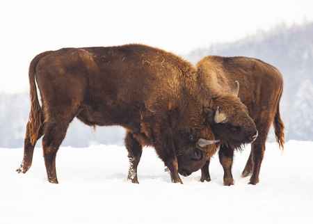 european bison (Bison bonasus) fighting in winterの写真素材