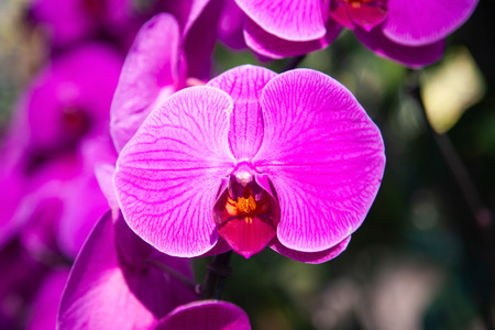 beautiful orchids in a tropical gardenの写真素材