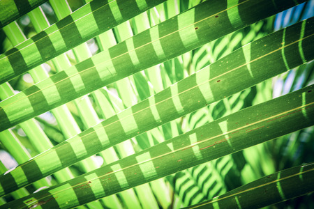 natural background of palm tree pattrenの写真素材