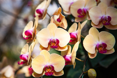 beautiful orchids in a tropical gardenの写真素材