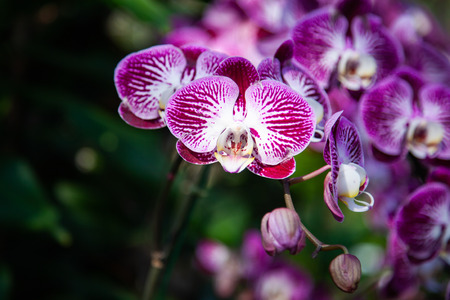 beautiful orchids in a tropical garden