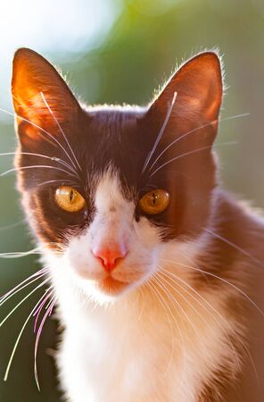 cute little black and white cat