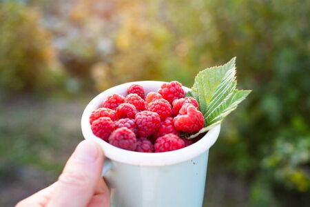 top view of freshly collected raspberries