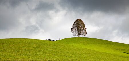 background of lonely autumn tree and rolling green fieldの写真素材