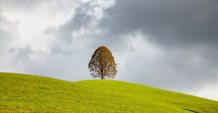 background of lonely autumn tree and rolling green fieldの写真素材