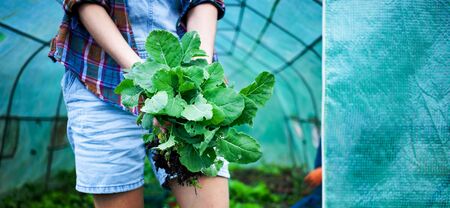 woman holding turnip cabbage seedlings to plant in vegetable garden