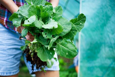 active senior woman planting seedlings in vegetable garden