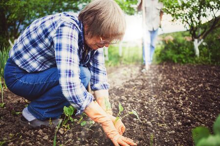 active senior woman planting seedlings in vegetable gardenの写真素材