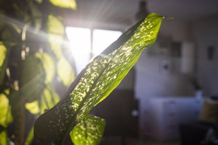 sun coming through green plants in a living room