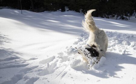happy dog playing in fresh snow