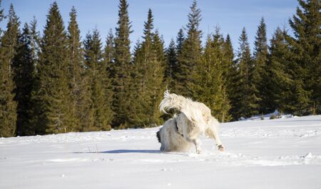 happy dog playing in fresh snowの写真素材