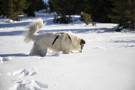 happy dog playing in fresh snow