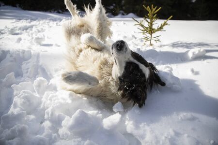 happy dog playing in fresh snow
