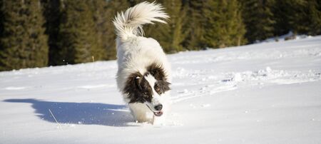 happy dog playing in fresh snow