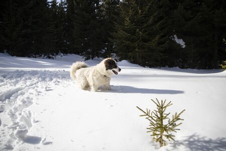 happy dog playing in fresh snow