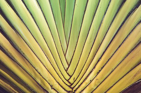 abstract background of palm leavesの写真素材
