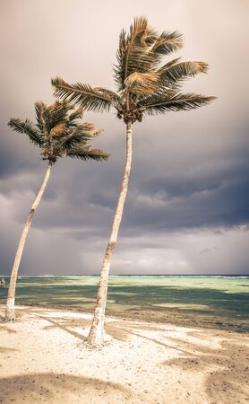 tropical  beach with palm trees and stormy skyの写真素材