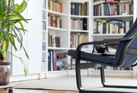 cute little cat sleeping in an armchairの写真素材