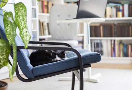 cute little cat sleeping in an armchairの写真素材