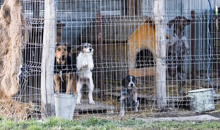 dogs kept locked in small cagesの写真素材