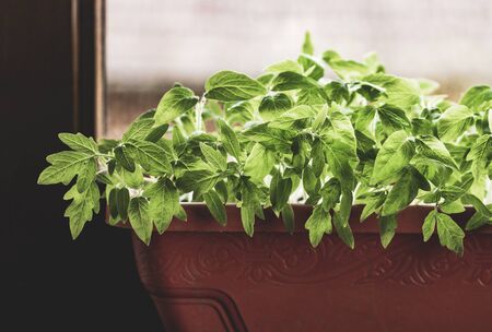 home gardening seedlings growing in a potの写真素材