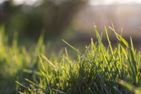 fresh green grass in spring and bokeh backgroundの写真素材