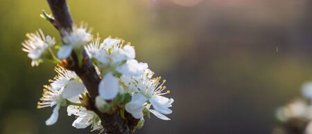 blooming plum tree in spring