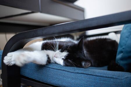 cute little cat sleeping in blue armchair pet therapyの写真素材