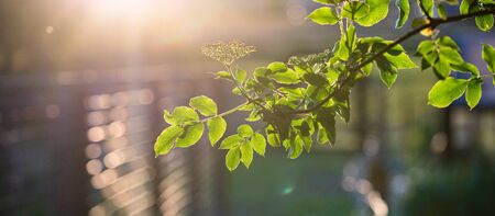 green leaves at sunset backgroundの写真素材