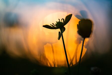 abstract background flowers at sunsetの写真素材
