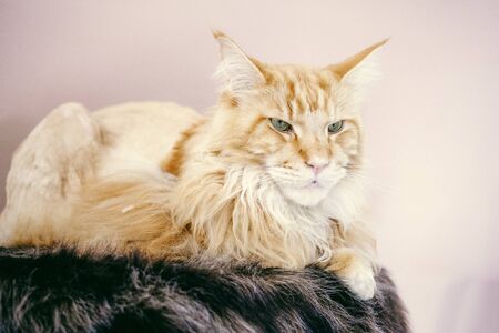 portrait of a beautiful maine coon cat